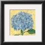 Happiness, Hydrangea by Stephanie Marrott Limited Edition Print