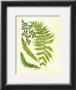 Fern With Crackle Mat Ii by Samuel Curtis Limited Edition Print