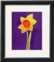 Daffodil by Susan Zulauf Limited Edition Pricing Art Print