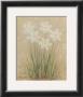 White Dafodils by Debra Lake Limited Edition Pricing Art Print