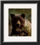 Grizzly Bear by John Pezzenti Jr Limited Edition Print