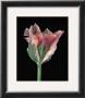 Tulipa China Town by Derek Harris Limited Edition Print