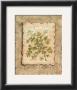 Vintage Herbs, Parsley by Constance Lael Limited Edition Pricing Art Print