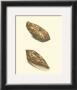 Cone Shells by George Shaw Limited Edition Pricing Art Print