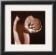 Open Tulip by Klaus Mischke Limited Edition Print