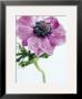 Anemone Rose by Amelie Vuillon Limited Edition Pricing Art Print
