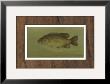 Rock Bass by Harris Limited Edition Print