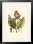 Crimson Botanical Ii by Hierseman Limited Edition Pricing Art Print