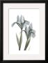 Japanese Iris by Albert Koetsier Limited Edition Pricing Art Print