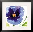 Pansy by Summer Thornton Limited Edition Print