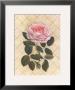 Trellis Rose I by Susan Davies Limited Edition Print