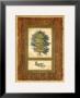 Cedar by Susan Davies Limited Edition Pricing Art Print