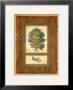 Cedar by Susan Davies Limited Edition Print