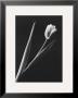 Tulip by Pike Limited Edition Print