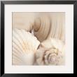 Shells Ii by Jan Lens Limited Edition Print