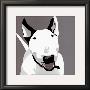 Bull Terrier by Emily Burrowes Limited Edition Pricing Art Print