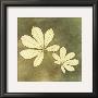 Horse Chestnut Leaf by Alexandra Bex Limited Edition Print