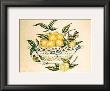 Lemons In A Porcelain Basket by P. Bowden Limited Edition Pricing Art Print