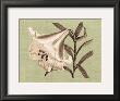 Regencé Lily Iii by Sarah E. Chilton Limited Edition Pricing Art Print