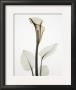 Calla I by Albert Koetsier Limited Edition Print