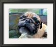 Walrus Pug by Robert Mcclintock Limited Edition Print