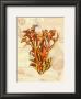 Exotic Map With Coral Ii by Deborah Bookman Limited Edition Print