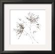Wispy Flowers I by Horst Jonas Limited Edition Pricing Art Print