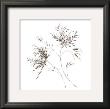 Wispy Flowers I by Horst Jonas Limited Edition Print