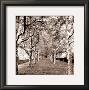 Tunnel Of Trees by Harold Silverman Limited Edition Pricing Art Print