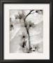 Cherry Blossoms In Winter by Ryuijie Limited Edition Print