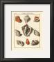 Conchylien Cabinet I by W. Martini Limited Edition Print