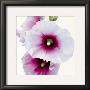 White Hollyhock I by Stephanie Andrew Limited Edition Pricing Art Print