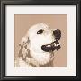 Golden Retriever by Emily Burrowes Limited Edition Print