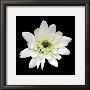 Monochrome Daisy by George Fossey Limited Edition Print