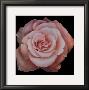 Pink Passion Ii by Rumi Limited Edition Print