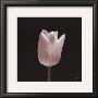 Tulip by Mitch Ostapchuk Limited Edition Print