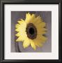 Sunflower by Erin Clark Limited Edition Print