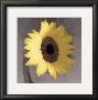 Sunflower by Erin Clark Limited Edition Pricing Art Print