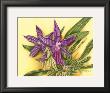 Vibrant Orchid Iv by Gloria J. Callahan Limited Edition Print