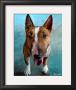 Spike Bull Terrier by Robert Mcclintock Limited Edition Pricing Art Print