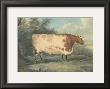 Durham Ox by John Boultbee Limited Edition Pricing Art Print