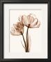Parrot Tulips Ii by Steven N. Meyers Limited Edition Print