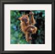 Hanging Around by Anup Shah Limited Edition Print