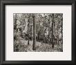 Birch Clearing by Brett Aniballi Limited Edition Pricing Art Print