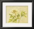 Yellow Flower by David Col Limited Edition Print