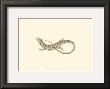 Sepia Lizard I by J. H. Richard Limited Edition Print