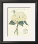 Claire's Garden Lace Hydrangea by Elissa Della-Piana Limited Edition Print