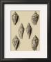 Shells On Khaki Xii by Denis Diderot Limited Edition Print