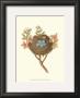 Antique Bird's Nest I by James Bolton Limited Edition Print