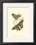 Butterflies Iv by Sir William Jardine Limited Edition Print